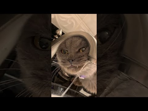 Cat Struggles to Drink from Sink || ViralHog