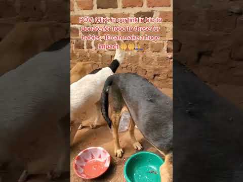 #dog #voiceless #petowner #animals #helpvoiceless #dogowner #pets #animalowner #streetdogrescue