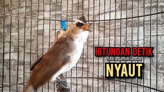 Download lagu trucukan gacor TARUNG ROPEL PANJANG pancingan trucukan agar bunyi jadikan burung trucuk gacor EMOSI mp3