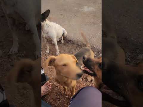 Llegan al campestre