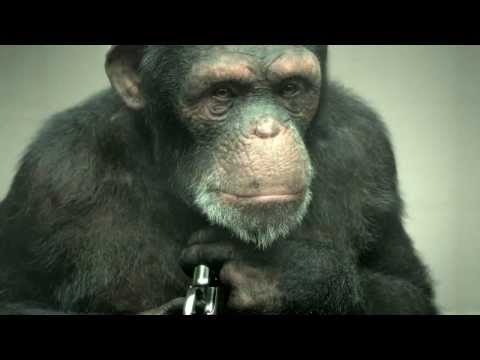 Developing a 100% CGI Chimp for PETA's "98% Human"
