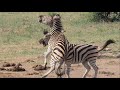 Zebra Fight For Mating Rights Kruger Park Sightings