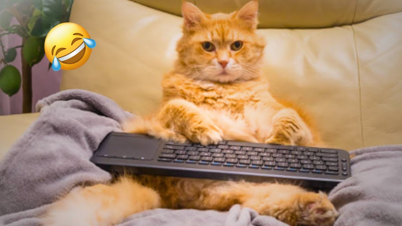 Funniest Animals will Brighten All Your Day 😂