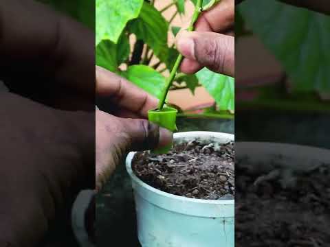 How to grow rose plants from cutting in a aloe vera #paasiart #shorts #roseplant  #aloevera