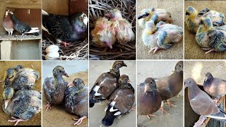 Pigeon from an egg in 30 days Growth and development by day