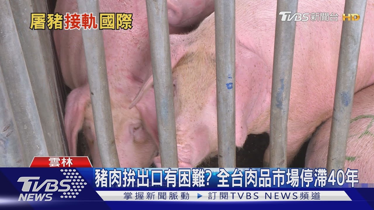 口蹄疫解禁拚外銷 豬肉拍賣市場40年如一日