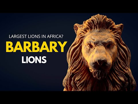 Discover the Story of the World's Largest Lions