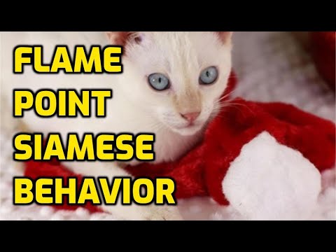 Flame Point Siamese Personality And Characteristics