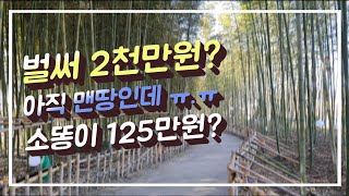 #포도밭만들기 #샤인머스켓 #포도농사짓는방법 포도밭을 만들기위한 준비작업 맨땅밖에없는데 벌써 2천만원이나 ㅠ…