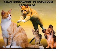 VIDEOS ENGRAADOS DE GATOS