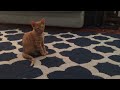 Gumball Yawning
