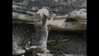 Wally says "help me Mama"