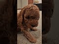 Mini Goldendoodle dogs for sale: BAXTER - Mini Goldendoodle Puppy 4 - Video 1