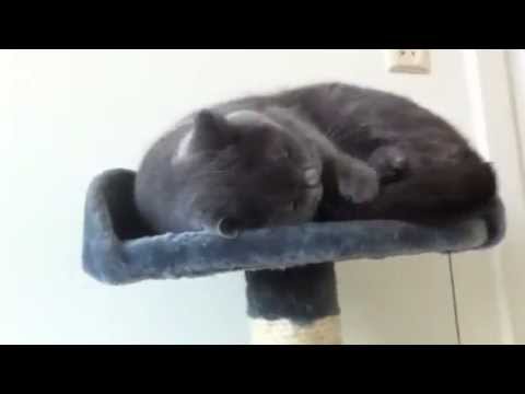 Knut: cat high on catnip