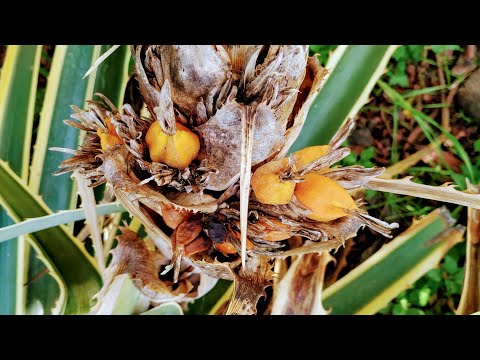 Bromelia serra - the edible barbed wire fruit is a pineapple relative