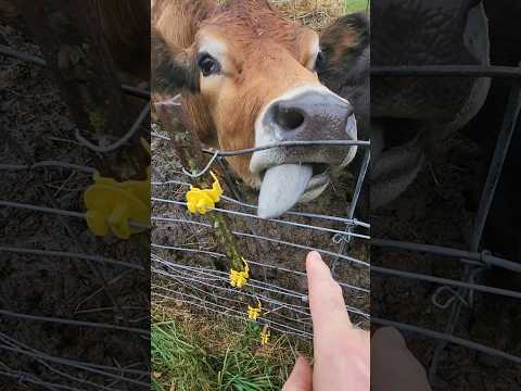 Don't Lick That Electric Wire! Wait For It! #shorts #fail #farming #homesteading #cow #electric