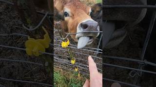 Don&#39;t Lick That Electric Wire! Wait For It! #shorts #fail #farming #homesteading #cow #electric
