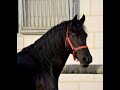 Mare Friesian For sale 2018 Black