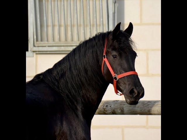 jument frison ster 8 ans gestante de Jouwe 485 