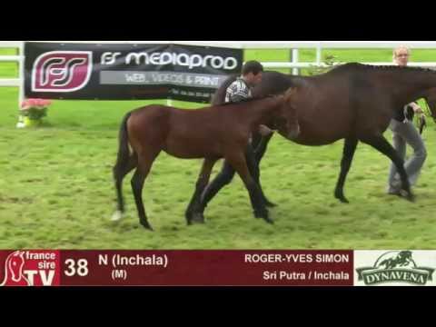 Show AQPS 2015 : lot 38 - N - M15 - Sri Putra & Inchala