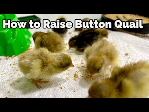Raise Button Quail: From Incubating Eggs, to Brooding Chicks, to Laying Adults