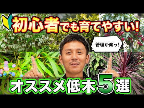 イボタノキ 隣人から隠すための生垣は何ですか