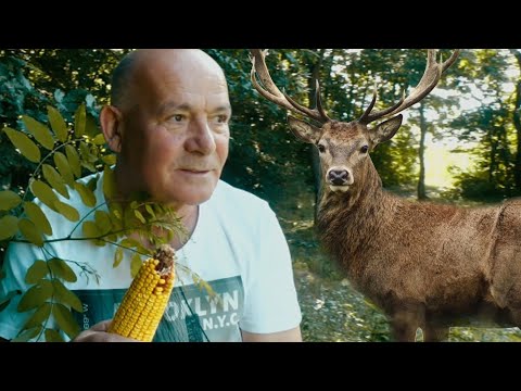 Lovačka pjesma - Branko Polić