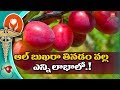 Amazing Health Benefits of Albakara Fruit | Al bukhara Fruit Benefits in Telugu | YOYO TV Health