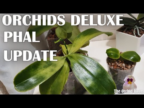 Repotting the Orchids Delux Phals - General Update; Phal Repots Part 1