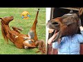 Crazy Horse Fails: The Best Horse Videos Ever | Pets Island
