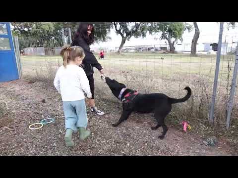 Lucky Dogs Montemor