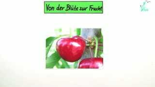 Von der Blüte zur Frucht - am Beispiel Kirsche  | Biologie | Botanik