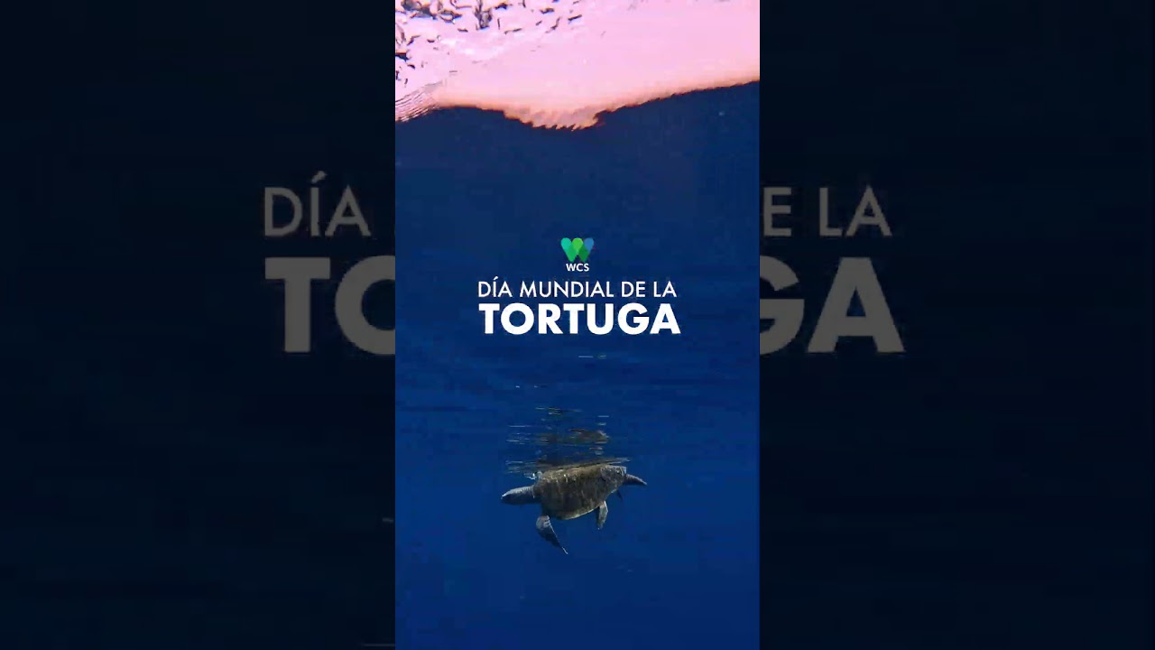 Día Mundial de la Tortuga 🐢 | Guatemala