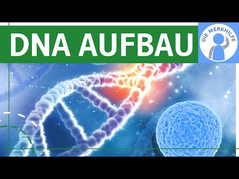 Aufbau der DNA / DNA-Struktur