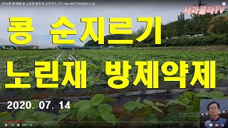 [다수확 콩재배] 콩 노린재 방제 및 순지르기 시기 10a 400키로(2020.7.15)