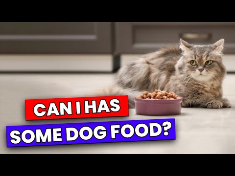 🐱🐾 Can Cats Eat Dog Food? The Ultimate Guide for Concerned Cat Owners 🐾🐱