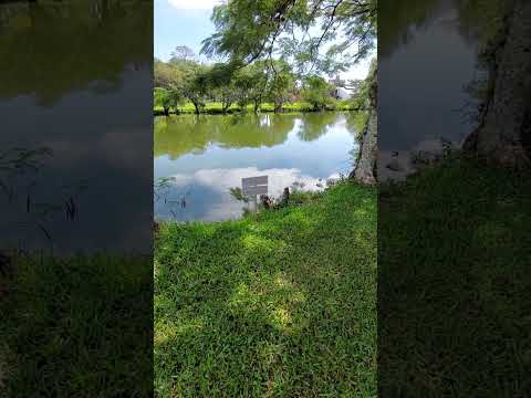 Orto Florestal de Florianópolis no Itacurubi Cuidado: não alimente o Jacaré #shorts