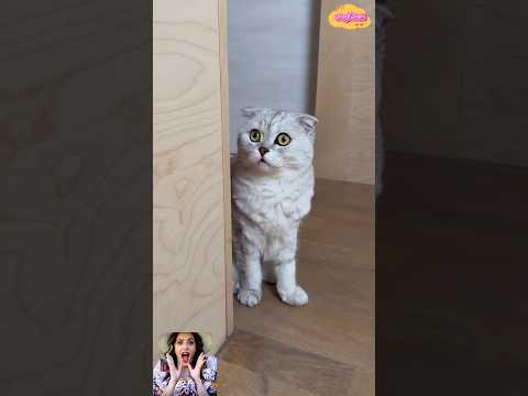 القطه خايفه وبتحاول الهروب😂#اكسبلور #funny #كوميديات #comedy