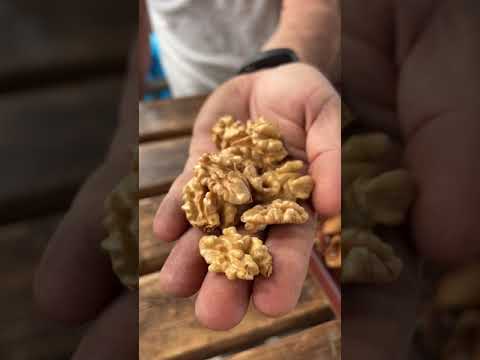 Taşkıran Sert Kabuklu Yemiş Kırma Aleti