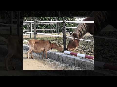 Unser 2018 - Die Fuhrhalterei