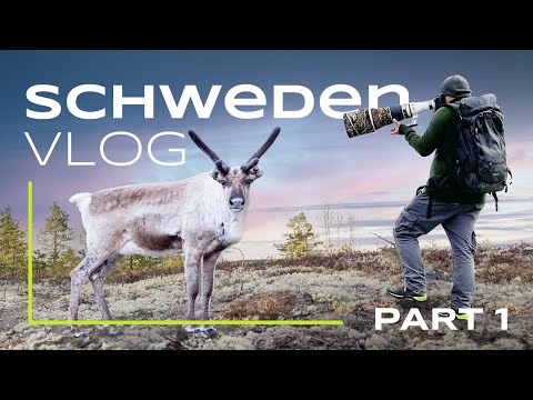 Sweden's Wildlife - Our Photo Tour (Part 1)