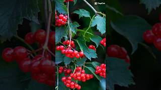 Download lagu wow fresh cranberry fruits | cranberries| ASMR #shorts mp3 Download lagu wow fresh cranberry fruits | cranberries| ASMR #shorts mp3
