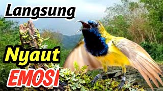 Download lagu SUPER GACOR Sogon Masteran  | Flowing River in the Wild Forest | Natural Bird Sound Therapy mp3