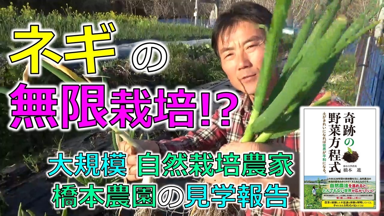 「ネギ」の「無限栽培」のヒント　後半：大規模自然栽培農家、和歌山の橋本農園の見学の感想