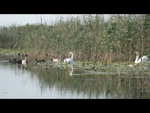 Vizita in Delta Dunarii