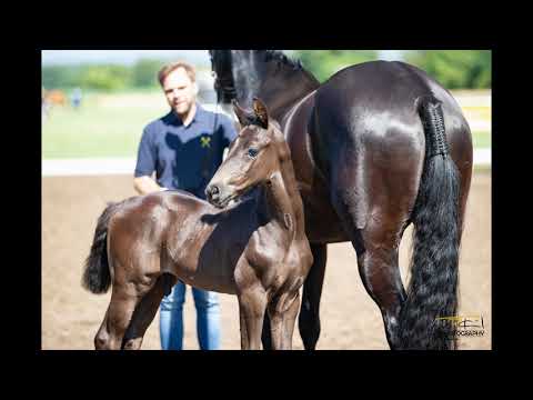 Nr. 26 Hengst von Glamourdale-Finest-Weltregent