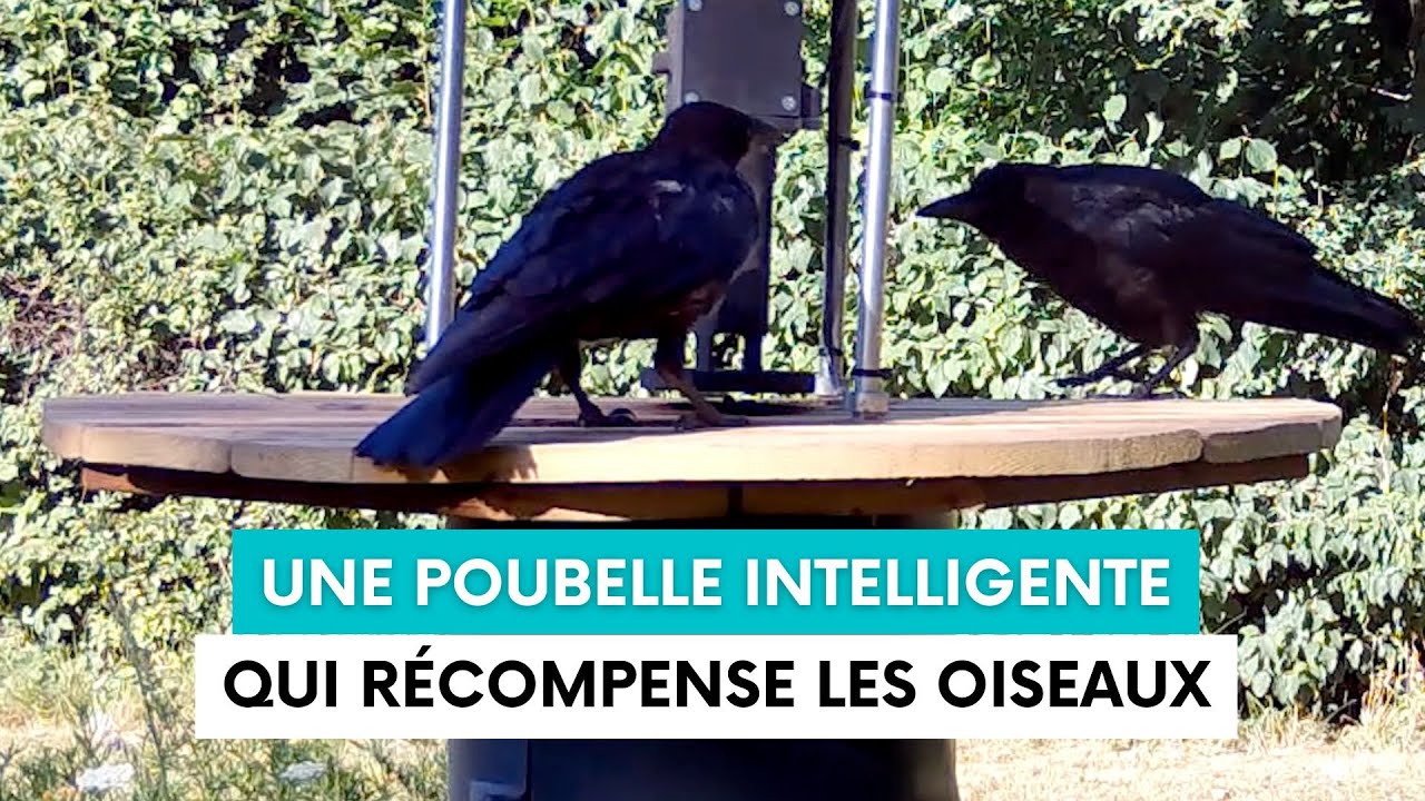 La Bird box, une poubelle qui récompense les oiseaux ramasseurs de déchets