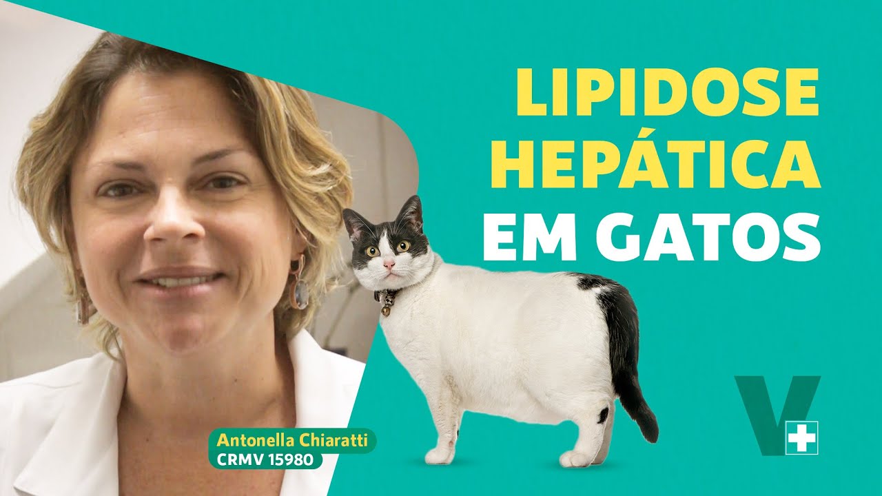 Seu gato está amarelado e não quer comer?