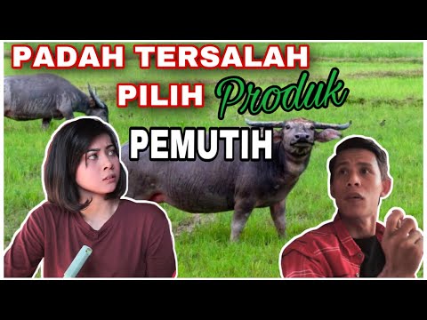 download lagu mp3 mp4 Jang Studio, download lagu Jang Studio gratis, unduh video klip Jang Studio