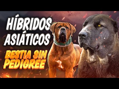 The World's Most Functional Dogs Are Bred in Asia – No Breed, No Limit